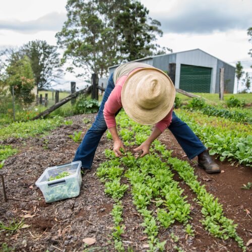 Australian Producers can apply for up to $500,000 in Coles Nurture Fund